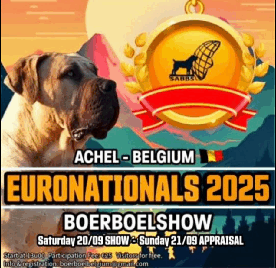 Boerboel show